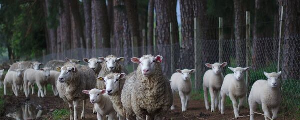 Des moutons  - Sputnik Afrique