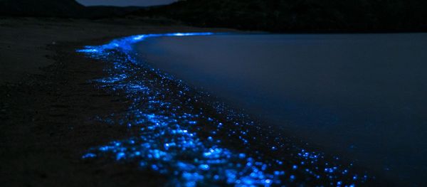 la mer fluorescente - Sputnik Afrique