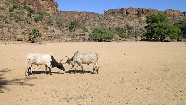 Des taureaux de bergers Peuls, au Mali - Sputnik Afrique