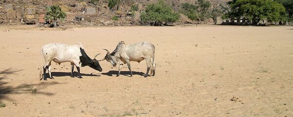 Des taureaux de bergers Peuls, au Mali - Sputnik Afrique