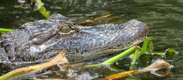Аллигатор - Sputnik Afrique