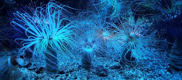 le fond de l'océan le fond de l'océan - Sputnik Afrique