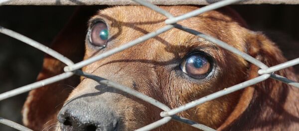 un chien triste - Sputnik Afrique