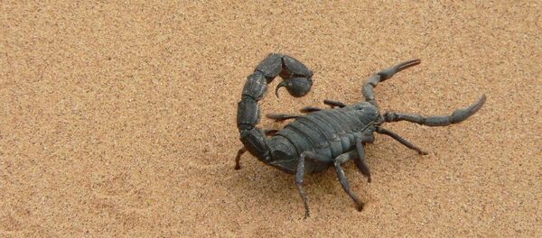 Scorpion - Sputnik Afrique