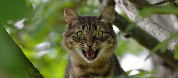 кот - Sputnik Afrique