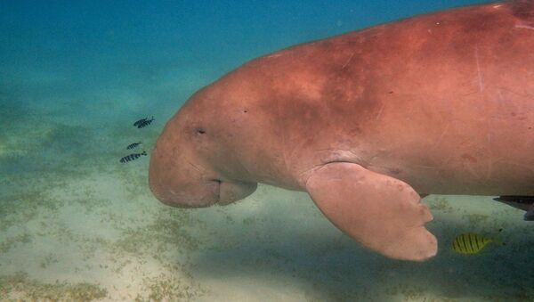 Un dugong - Sputnik Afrique