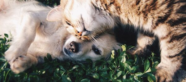 Chien et chat - Sputnik Afrique
