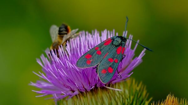 Insectes, papillons - Sputnik Afrique