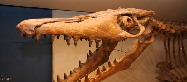 Mosasaurus - Sputnik Afrique
