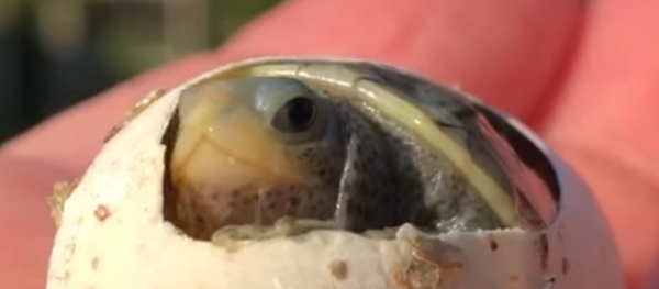 Voici la première réaction d'une tortue tout juste venue au monde - Sputnik Afrique