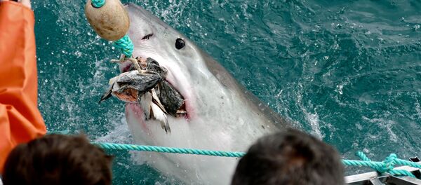 un grand requin blanc - Sputnik Afrique