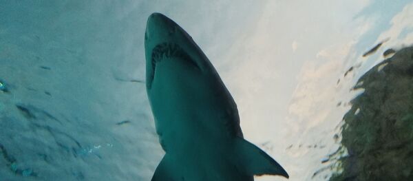 Un requin  - Sputnik Afrique