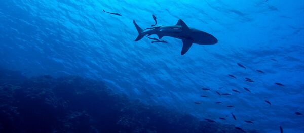 Un requin - Sputnik Afrique