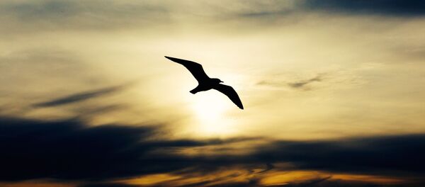 Une mouette Une mouette - Sputnik Afrique