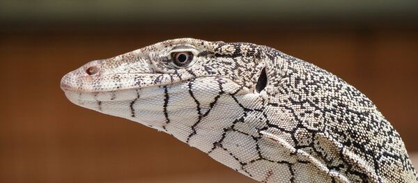 un varan - Sputnik Afrique