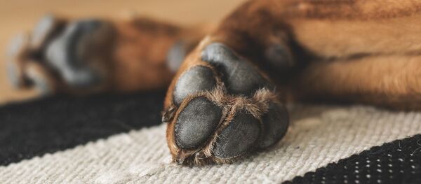 Лапы собаки - Sputnik Afrique