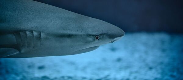 Sous la mer - Sputnik Afrique