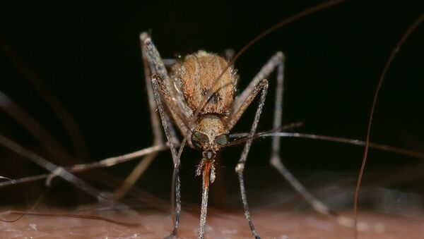 Un moustique (image d'illustration) - Sputnik Afrique