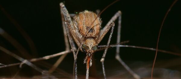 moustique moustique - Sputnik Afrique