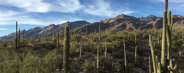 Cactus Saguaro - Sputnik Afrique