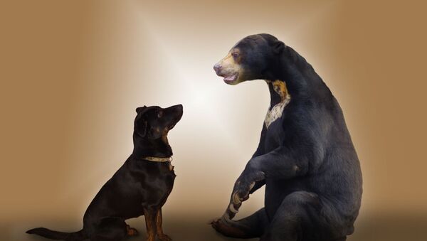 un chien et un ours - Sputnik Afrique