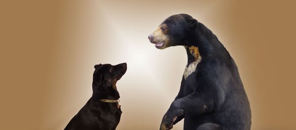 un chien et un ours - Sputnik Afrique