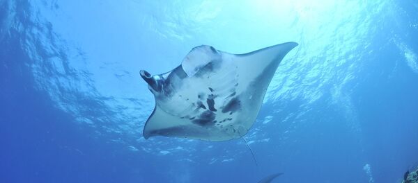 Une raie manta - Sputnik Afrique