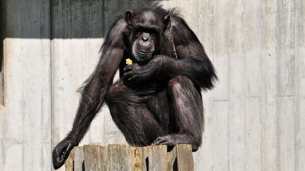 Chimpanzé, image d'illustration  - Sputnik Afrique