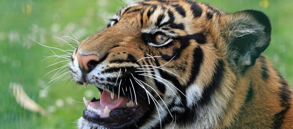 Un tigre - Sputnik Afrique