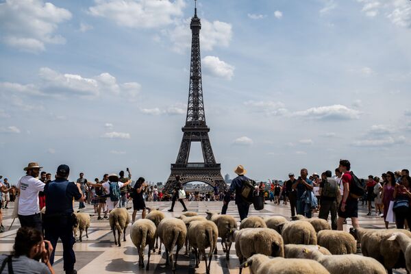 Paris envahie par des moutons
 - Sputnik Afrique