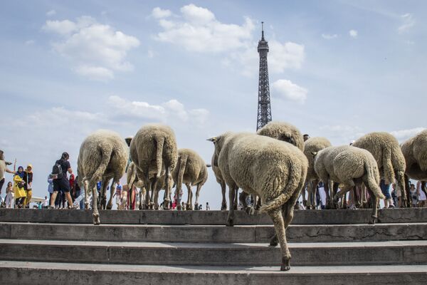 Paris envahie par des moutons
 - Sputnik Afrique