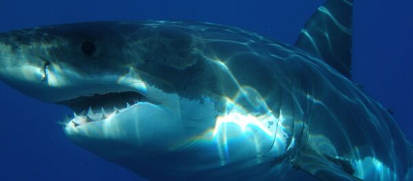 requin blanc - Sputnik Afrique