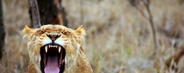 Une lionne - Sputnik Afrique