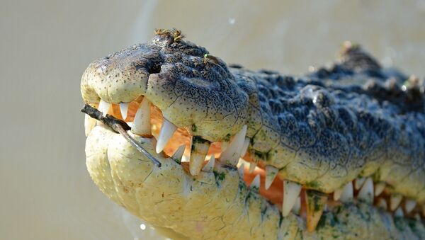 le crocodile - Sputnik Afrique