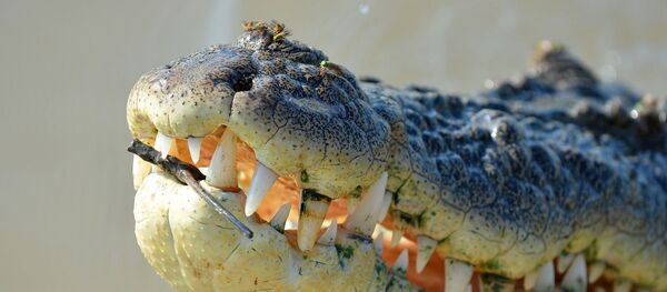 le crocodile - Sputnik Afrique