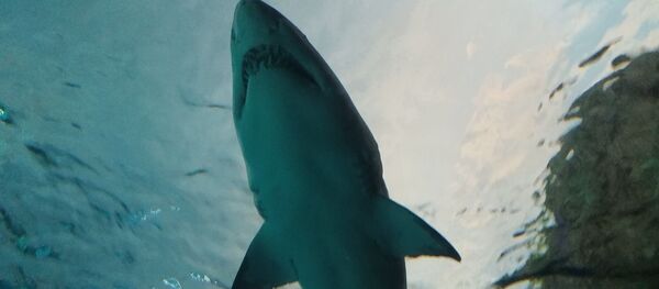 Акула - Sputnik Afrique