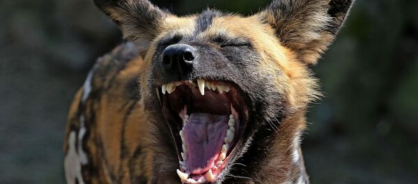 Lycaon  - Sputnik Afrique