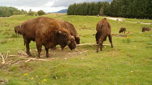 Des bisons européens (archive photo) - Sputnik Afrique