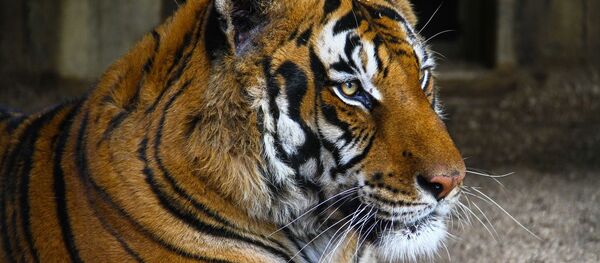 тигр - Sputnik Afrique