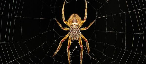 une araignée  - Sputnik Afrique