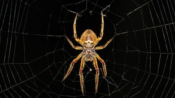 une araignée  - Sputnik Afrique