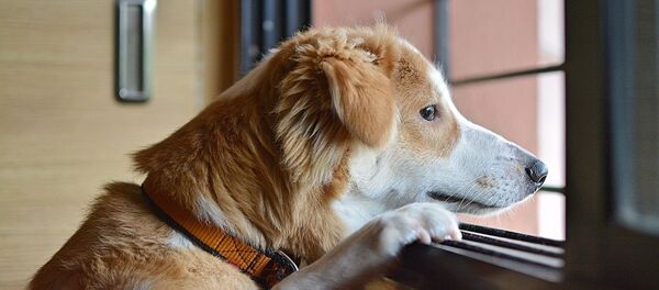 Chien - Sputnik Afrique