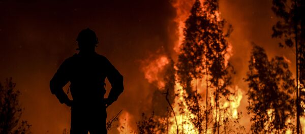 Un feu de forêt 2019 - Sputnik Afrique