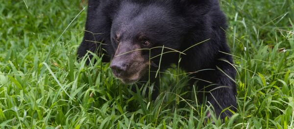 ours himalayen  - Sputnik Afrique