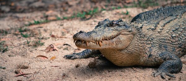 Crocodile - Sputnik Afrique