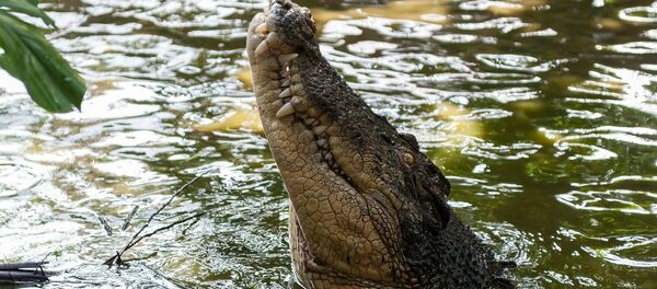 Crocodile - Sputnik Afrique