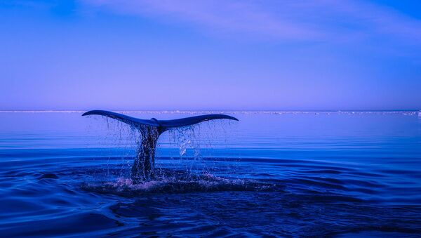 une baleine à bosse (image d'illustration) - Sputnik Afrique