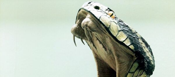 Un serpent - Sputnik Afrique