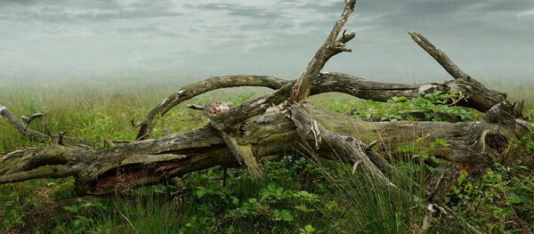 Un arbre cassé - Sputnik Afrique