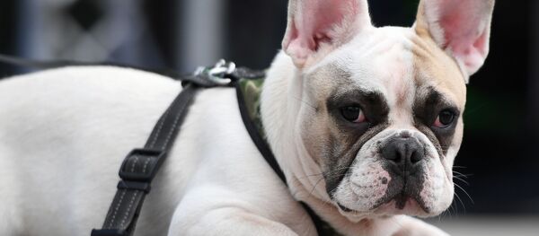 Фестиваль «День Франции» в парке «Музеон» Фестиваль «День Франции» в парке «Музеон» - Sputnik Afrique